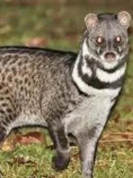 Nocturnal animals of India