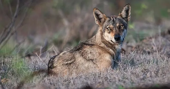indian wolf sanctuary
