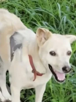 Kerala stray dog Eldho statue (2)