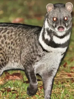 Nocturnal animals of India