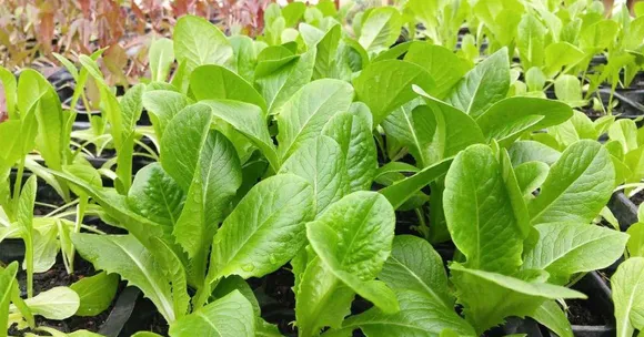 November crops for changing weather