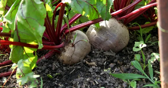 beetroot gardening with children