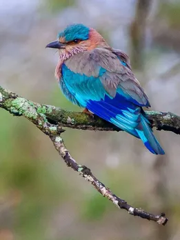 birdwatching for beginners