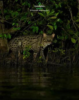 Coringa_Fishing-cat_Srikanth-Mannepuri6-copy