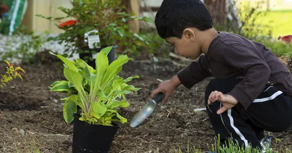 growing winter fruit trees with children