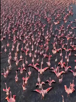 sambhar lake flamingos