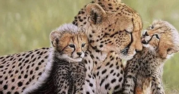 Mukhi the cheetah India