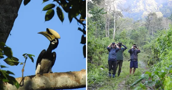 hornbill nest adoption (7)