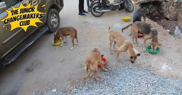 Zohar and his classmates fitted 100 stray dogs near their Bengaluru school with reflective collars to keep them safe at night.