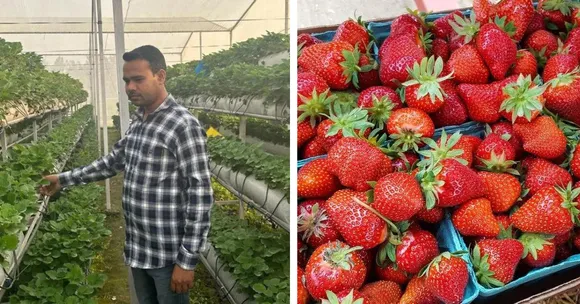 UP farmer Dheeraj Verma built a hydroponic set-up that now supports thousands of strawberry plants each season.