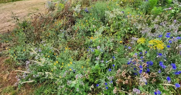 mulching and aquaponics for winter garden