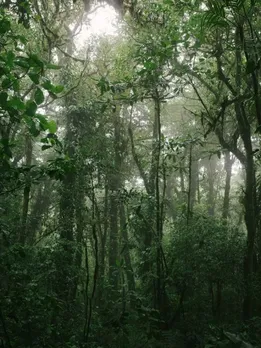 forests