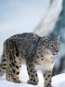 snow leopard