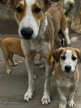 stray dog feeding plan in housing societies (2)