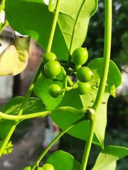 Uncommon winter plants