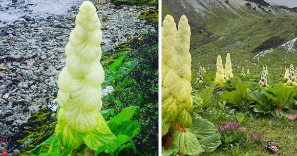 rare Himalayan flower Sikkim Sundari