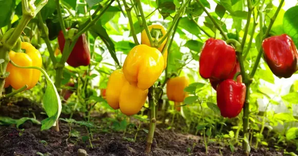 capsicum gardening for kids