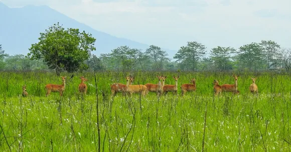 manas national park