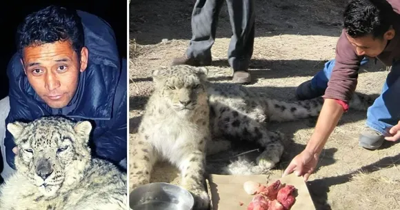 snow leopard rescue