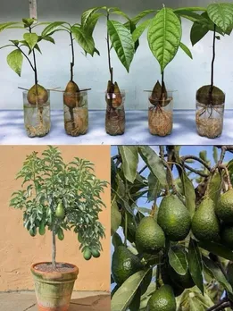 Indoor Avocado Gardening