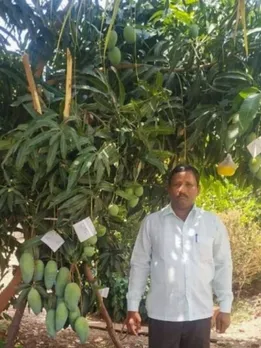 farmer grows mangoes