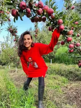 Phal Phool apple business