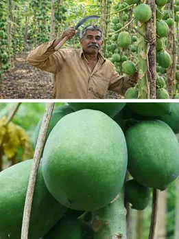 Krishna Halder papaya variety