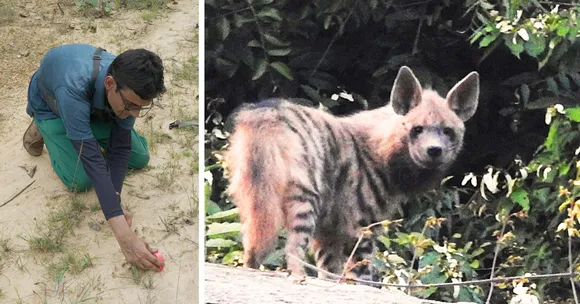 Community-backed tracking helped confirm striped hyenas in Purulia.