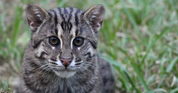 Kaziranga fishing cat