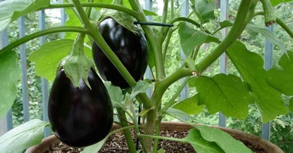 Grow brinjals at home