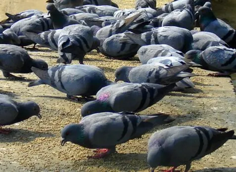 An Urban Bird Sanctuary