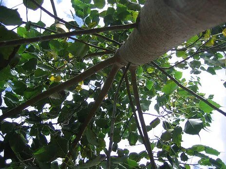 Breathing New Life Into Old Trees