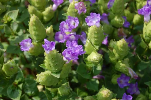 TBI Travel & Conservation: Kaas - Maharashtra's Very Own 'Valley Of Flowers' 