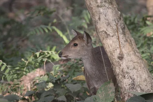 A Tale of Two Sanctuaries - Orang And Nameri National Parks In Assam