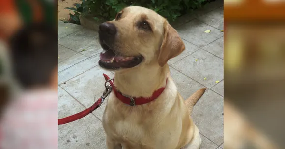 He Is A Therapist Who Helps Autistic Children. He Is Fluffy And Very Cute. And Yes, He Is A Dog.