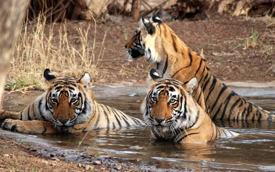 QUICK BYTES: A tigress and her four cubs are winning hearts at Corbett