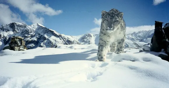 The Highly Endangered Snow Leopard caught on Camera for the first time in the Kumaon Region