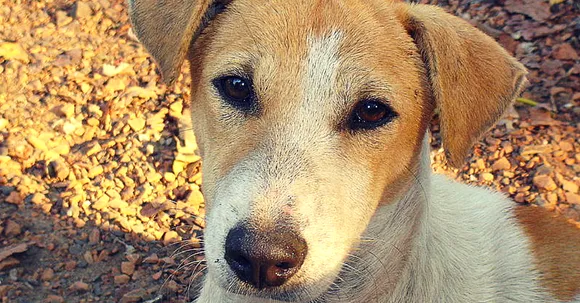A Mute Stray Dog Risks his Own Life to Help the Residents of a Delhi Locality