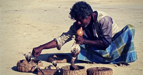 Hundreds of Snakes Die a Painful Death After Nagpanchami. Here's How One Team Is Helping Them