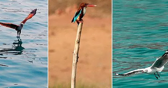 You Have Visited Goa for Its Beaches. Now You'll Visit It for the Birds. This Is Why