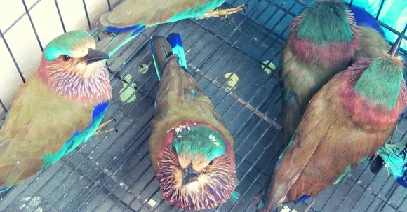 A Dussehra Superstition Is Killing This Beautiful Bird. Here's How We Can Save It.