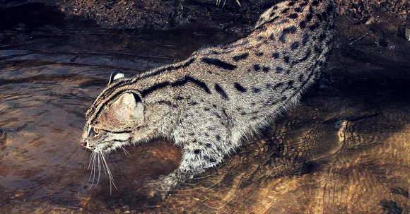 The State Animal of West Bengal Is Endangered. And Most of Us Don't Even Know Which Animal It Is.
