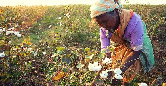 When Women Farmers Did What Scientists Couldn't Do to Save Their Crops from Whitefly Attack