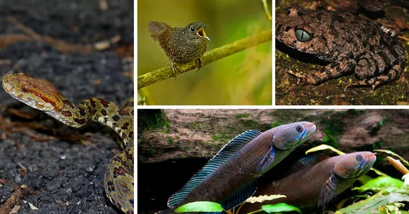 Sneezing Monkeys, Walking Fish - 211 Such Unusual Species Discovered in the Himalayas Recently