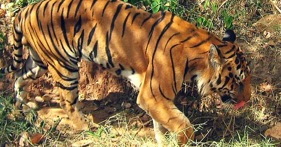 From Circus to Semi-Wild Habitats – How Rescued Cats Are Being Given a New Life