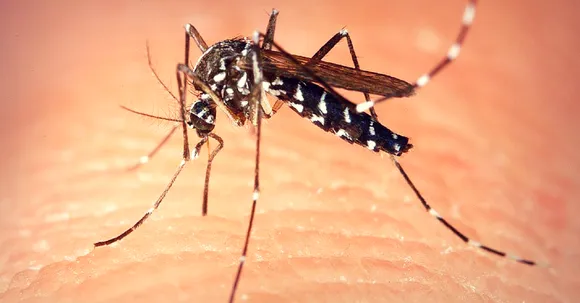 4 School Girls from Nagpur Develop an Eco-Friendly Mosquito Repellent System