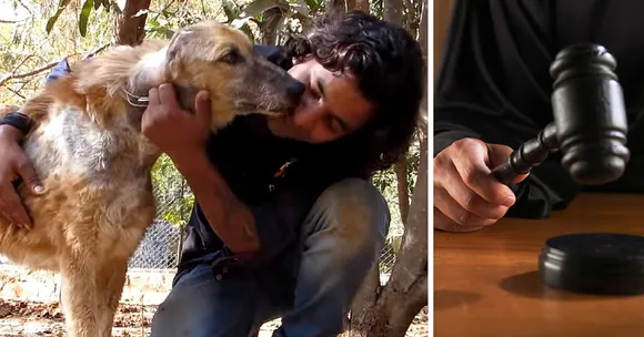 TBI BLOGS: 7 Landmark Judgements That Were Big Wins for Animal Welfare in India