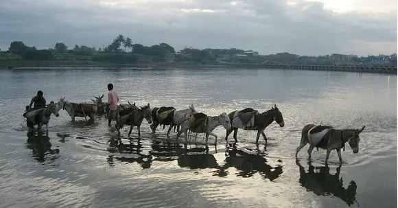 Did You Know There's an Organization That Looks after Donkeys and Mules in India?
