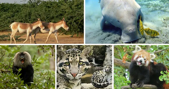 Time is Running Out for These 16 Endangered Wildlife Species in India. Learn More About Them.