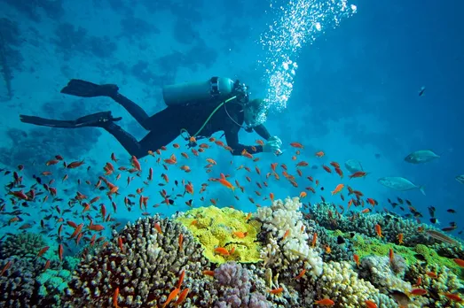 In a World First, Indian Marine Scientists Restore Thousands of Years Old Dead Coral Reef